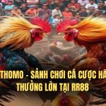 Đá Gà Thomo - Sảnh Chơi Cá Cược Hấp Dẫn Thưởng Lớn Tại RR88